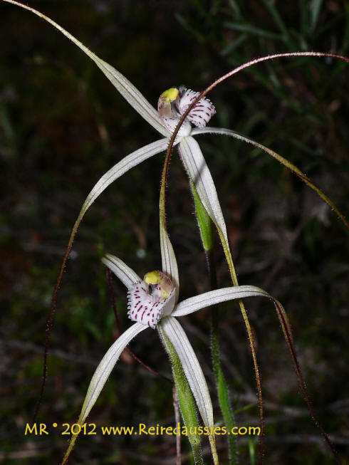 Jonesiopsis meridionalis